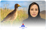 ثبت نخستین رکورد کشوری خروس‌کُلی آفریقایی در عسلویه توسط کارمند بهداشت و درمان صنعت نفت بوشهر